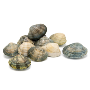 Almejas Gallega variedad Japonica Mediana (€/Kg)
