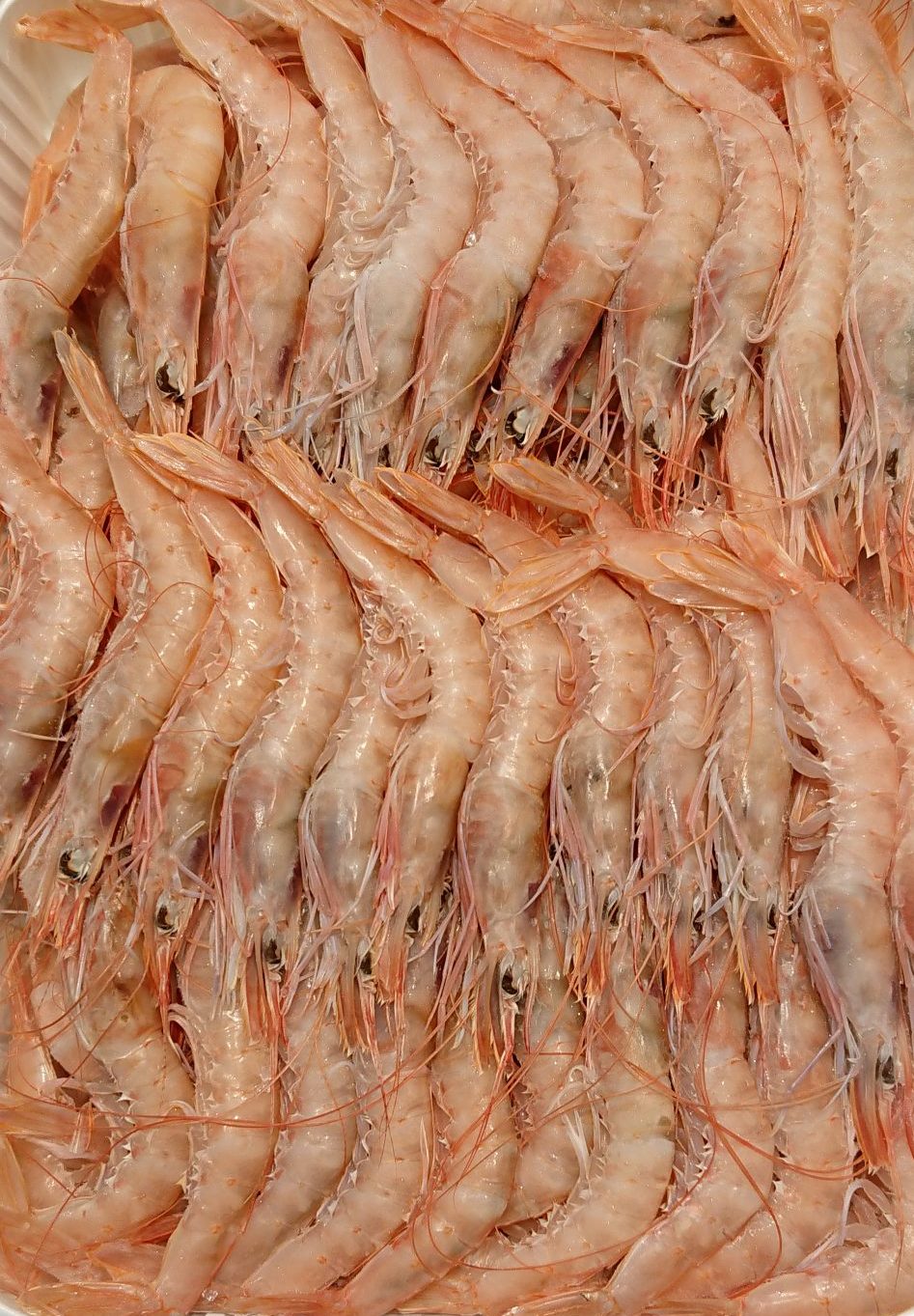 Gamba Blanca Calibre 70-75 Piezas (€/Kg)